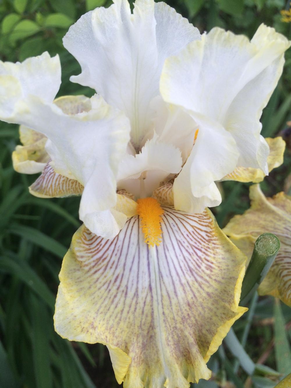 Photo of Tall Bearded Iris (Iris 'Calamity Carol') uploaded by DonnaKribs