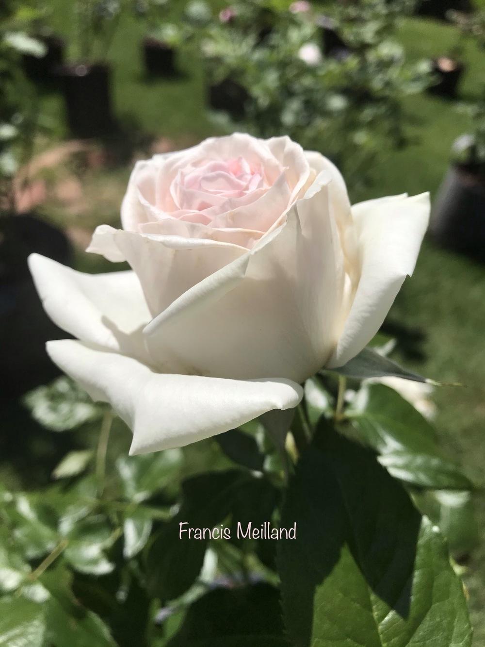 Photo of Rose (Rosa 'Schloss Ippenburg') uploaded by Eric_C