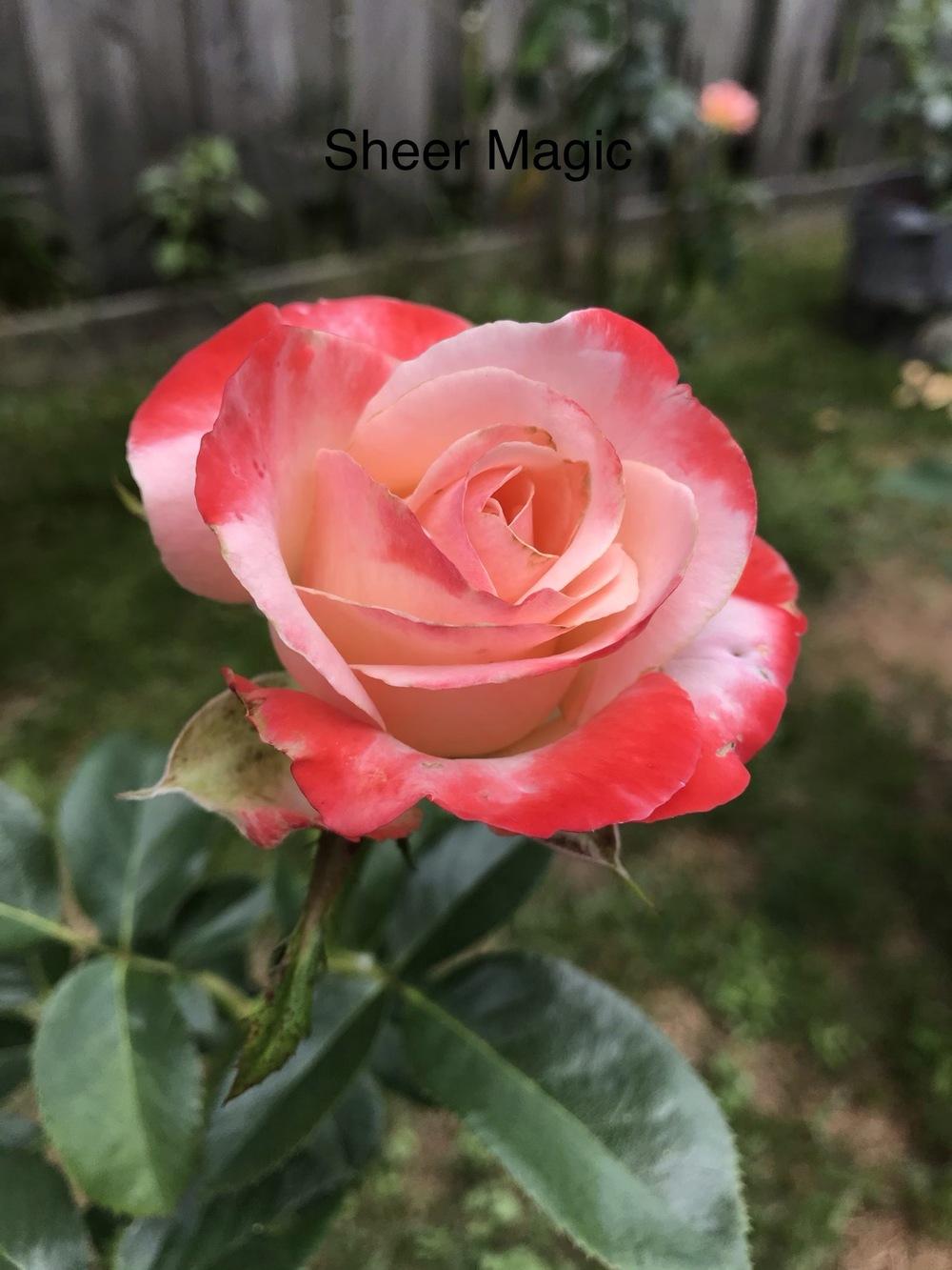 Photo of Rose (Rosa 'Sheer Magic') uploaded by Eric_C