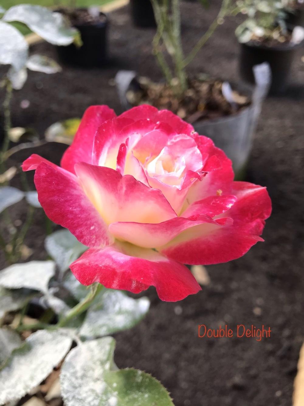 Photo of Hybrid Tea Rose (Rosa 'Double Delight') uploaded by Eric_C