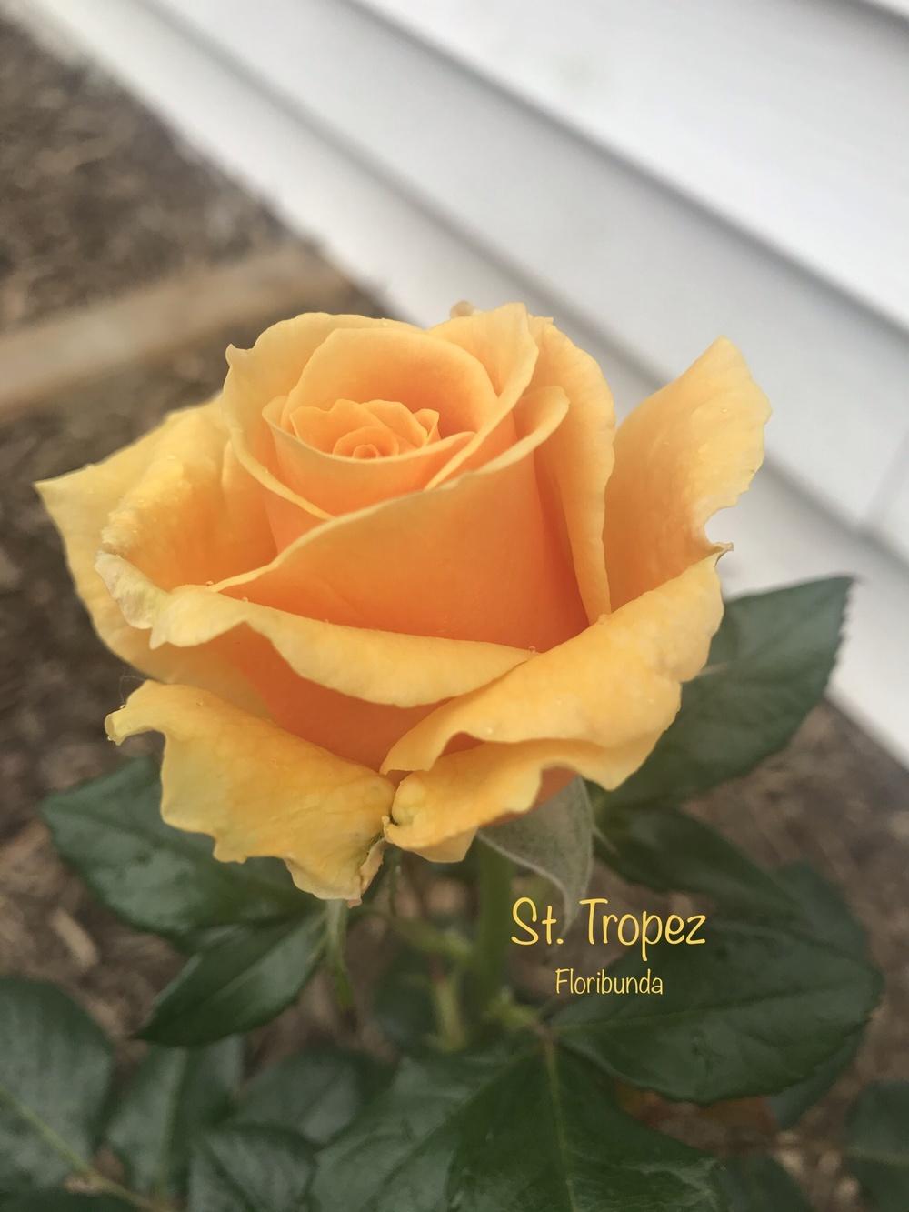 Photo of Rose (Rosa 'St. Tropez') uploaded by Eric_C