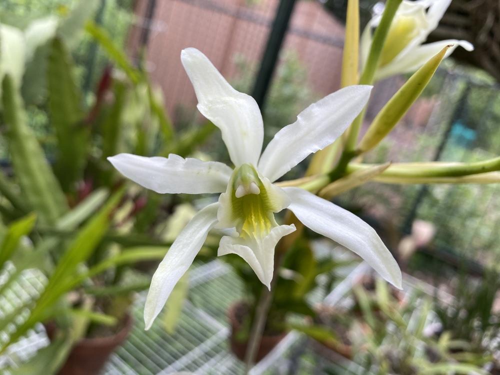Photo of Orchid (Laelia superbiens) uploaded by Ursula