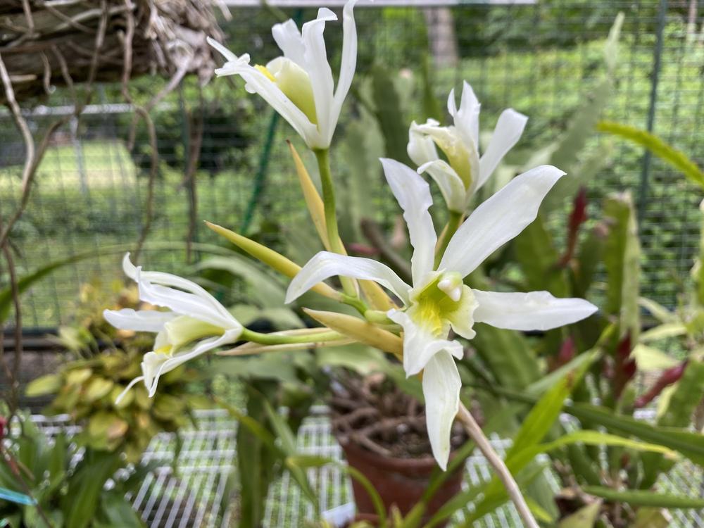 Photo of Orchid (Laelia superbiens) uploaded by Ursula