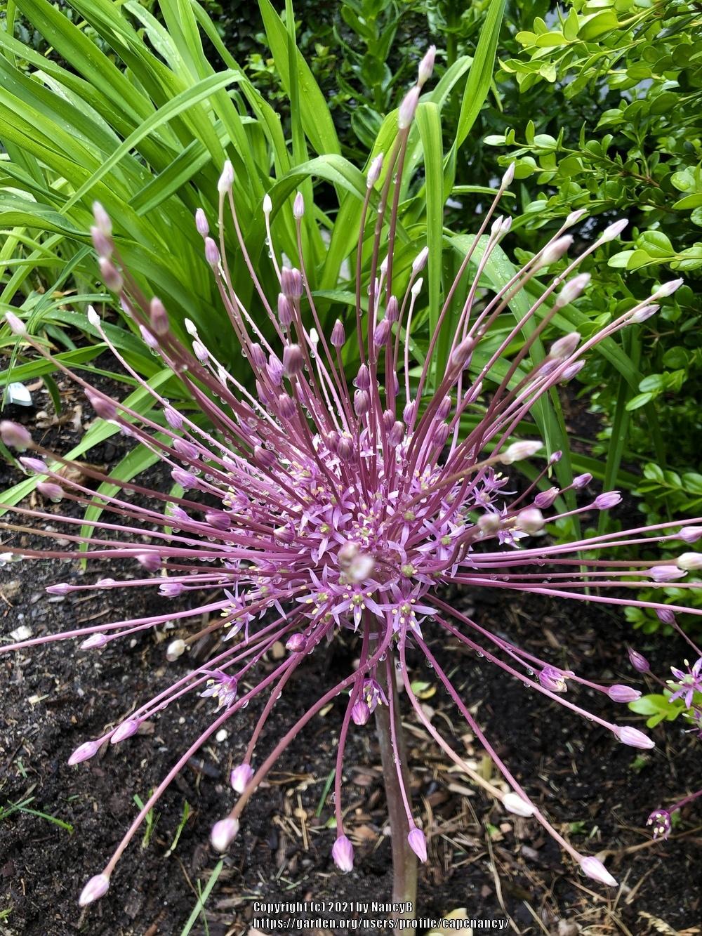 Photo of Ornamental Onion (Allium schubertii) uploaded by capenancy