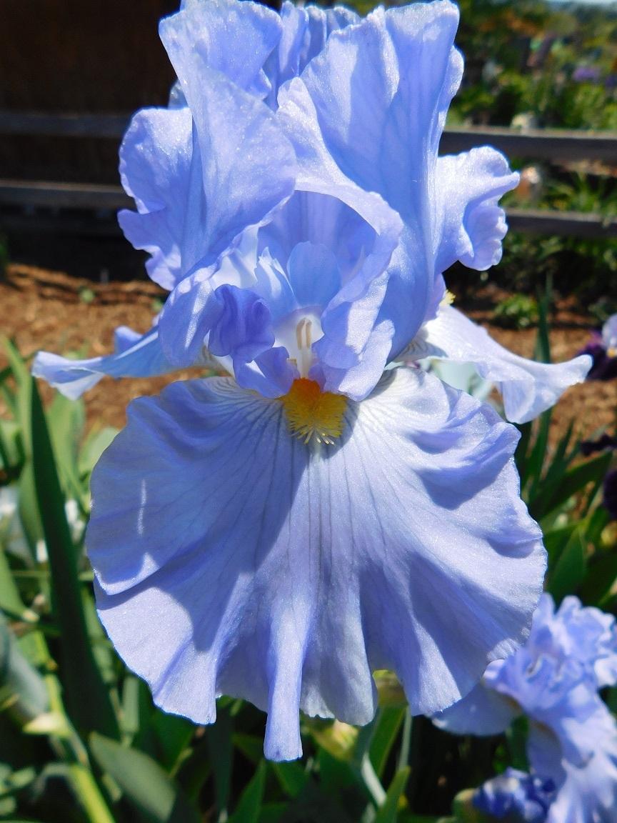 Photo of Tall Bearded Iris (Iris 'Sky and Sun') uploaded by gardenglassgems