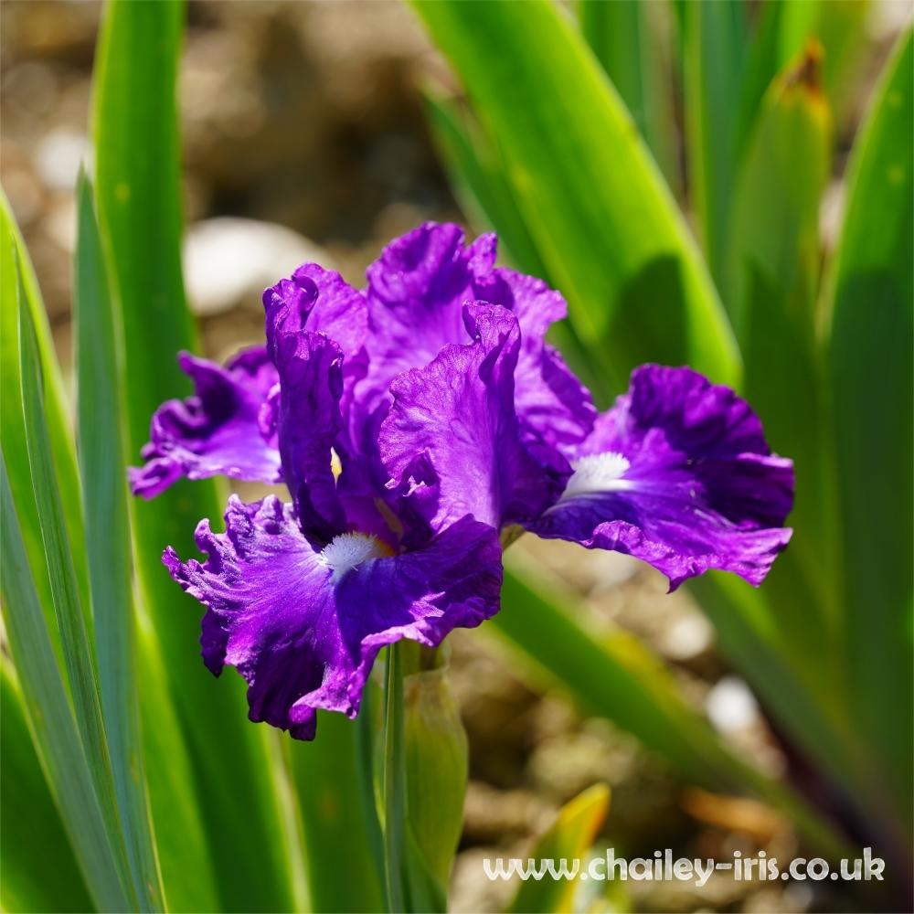 Photo of Intermediate Bearded Iris (Iris 'Animated') uploaded by jeffa