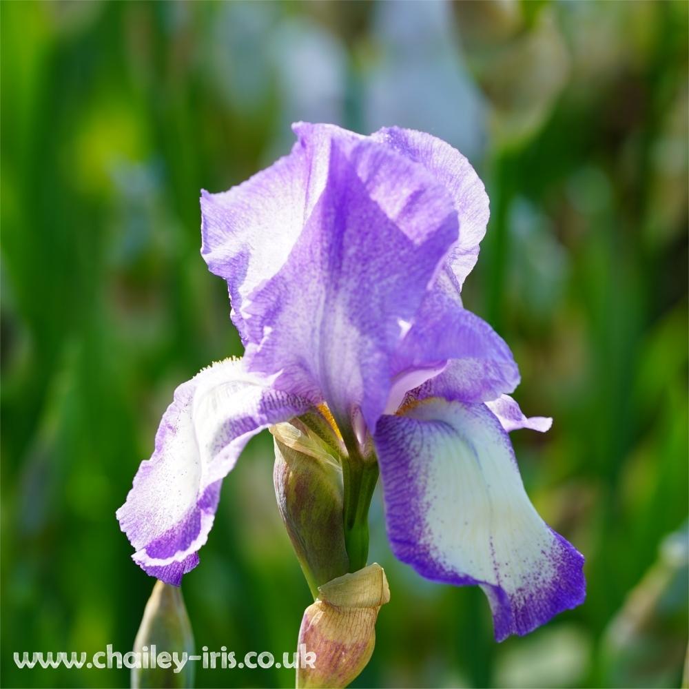 Photo of Tall Bearded Iris (Iris 'Blue Shimmer') uploaded by jeffa