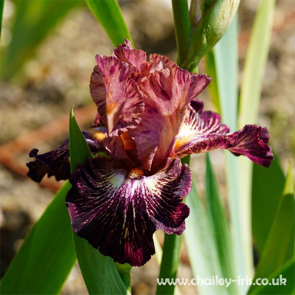 Photo of Tall Bearded Iris (Iris 'Artistic Web') uploaded by jeffa