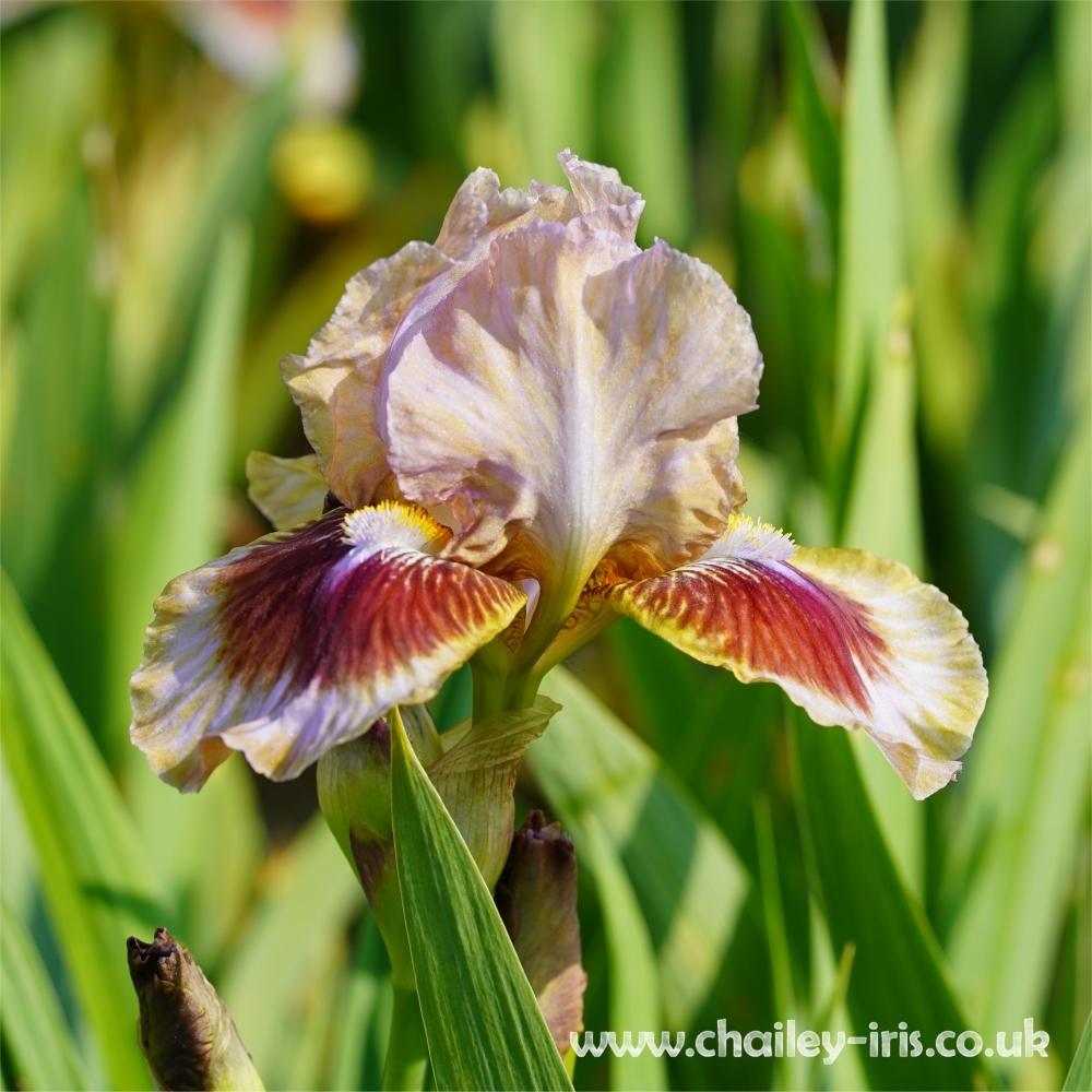 Photo of Intermediate Bearded Iris (Iris 'Langport Storm') uploaded by jeffa