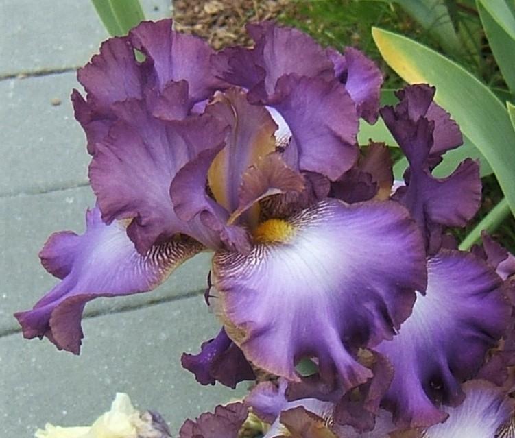 Photo of Tall Bearded Iris (Iris 'Afternoon in Rio') uploaded by pirl