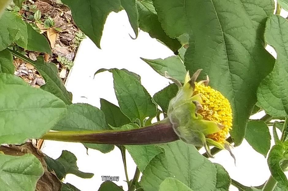 Photo of Mexican Sunflower (Tithonia rotundifolia) uploaded by purpleinopp