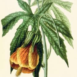 
Date: c. 1846
illustration [as Abutilon venosum] from 'Flore des serres et des 