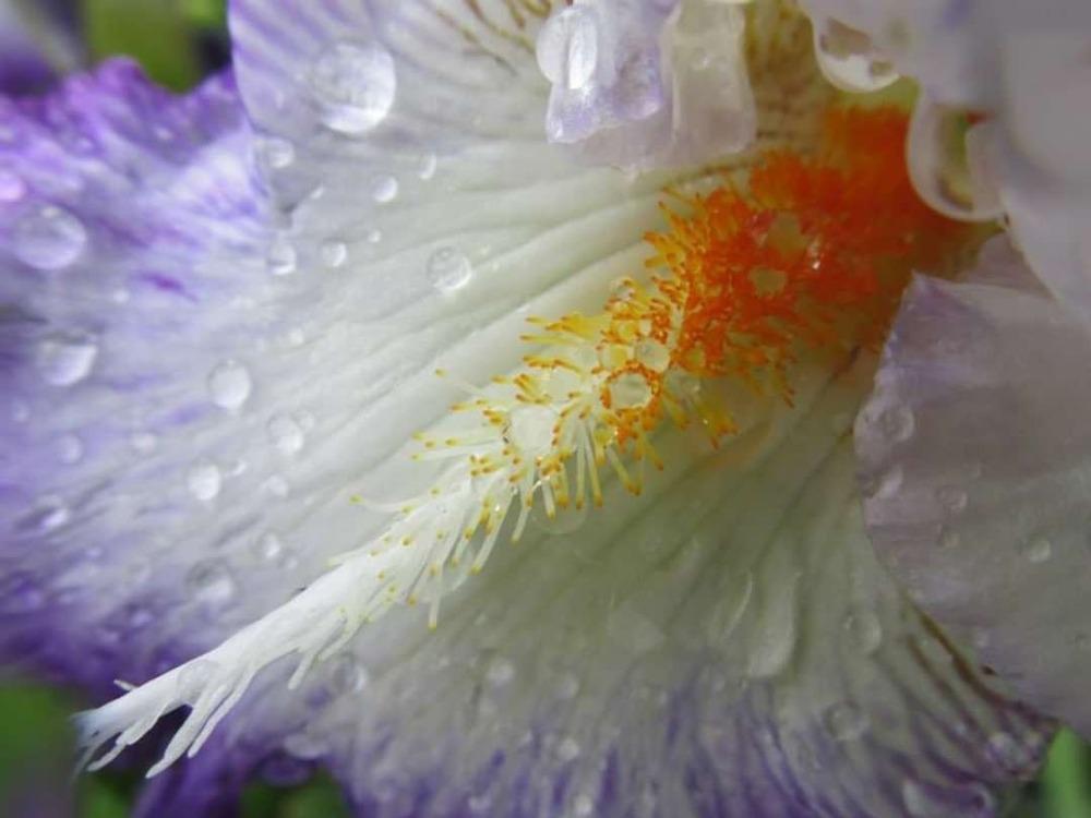 Photo of Tall Bearded Iris (Iris 'Conjuration') uploaded by Artsee1