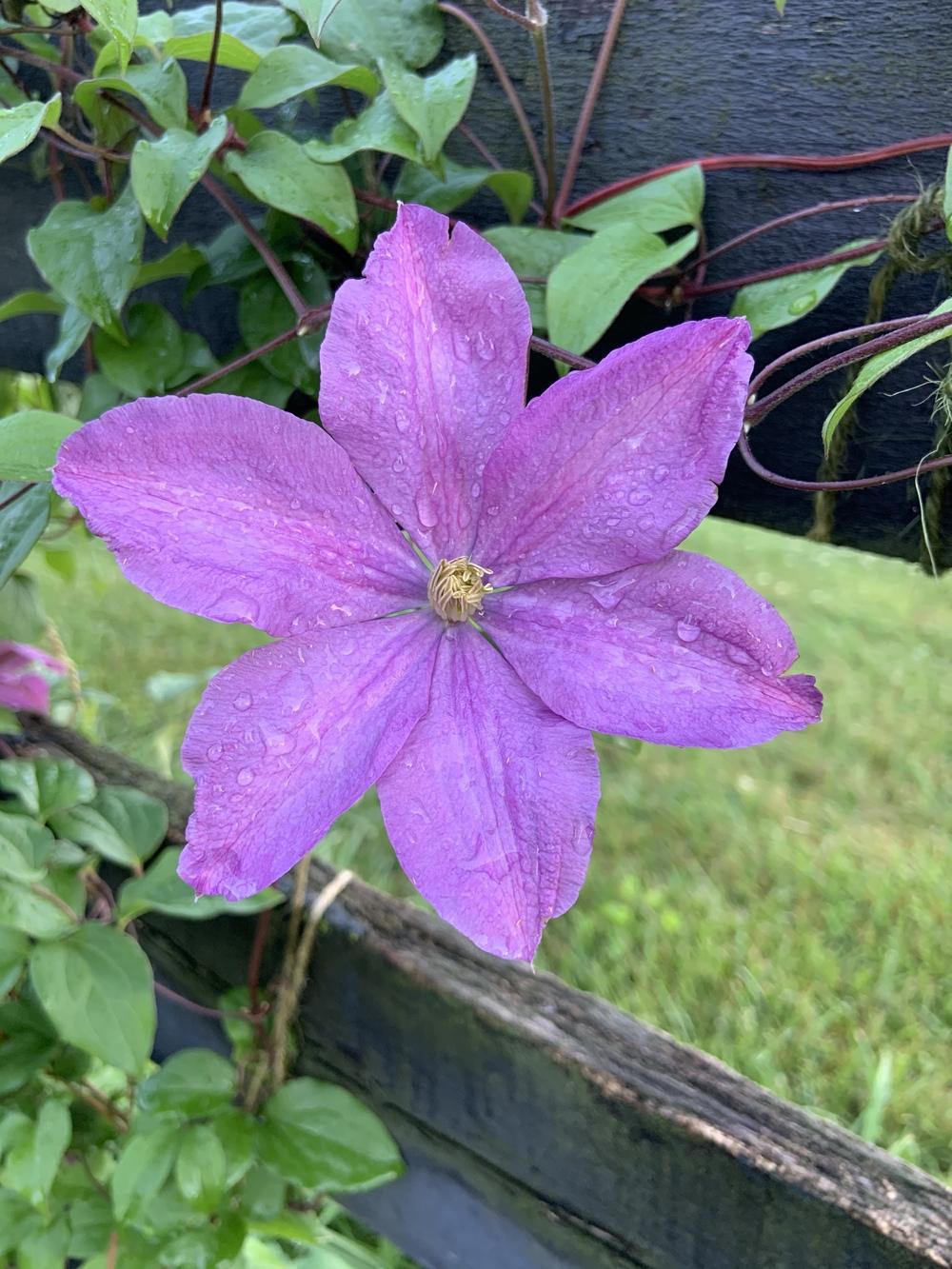 Photo of Clematis uploaded by KySprout