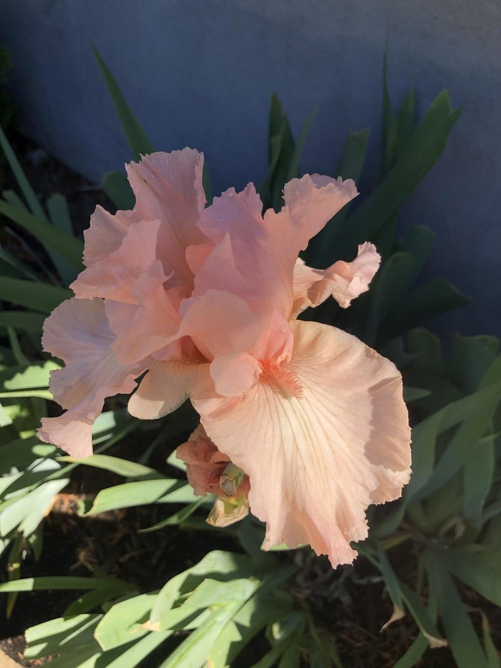 Photo of Tall Bearded Iris (Iris 'I Pink I Can') uploaded by MoniqueBooth