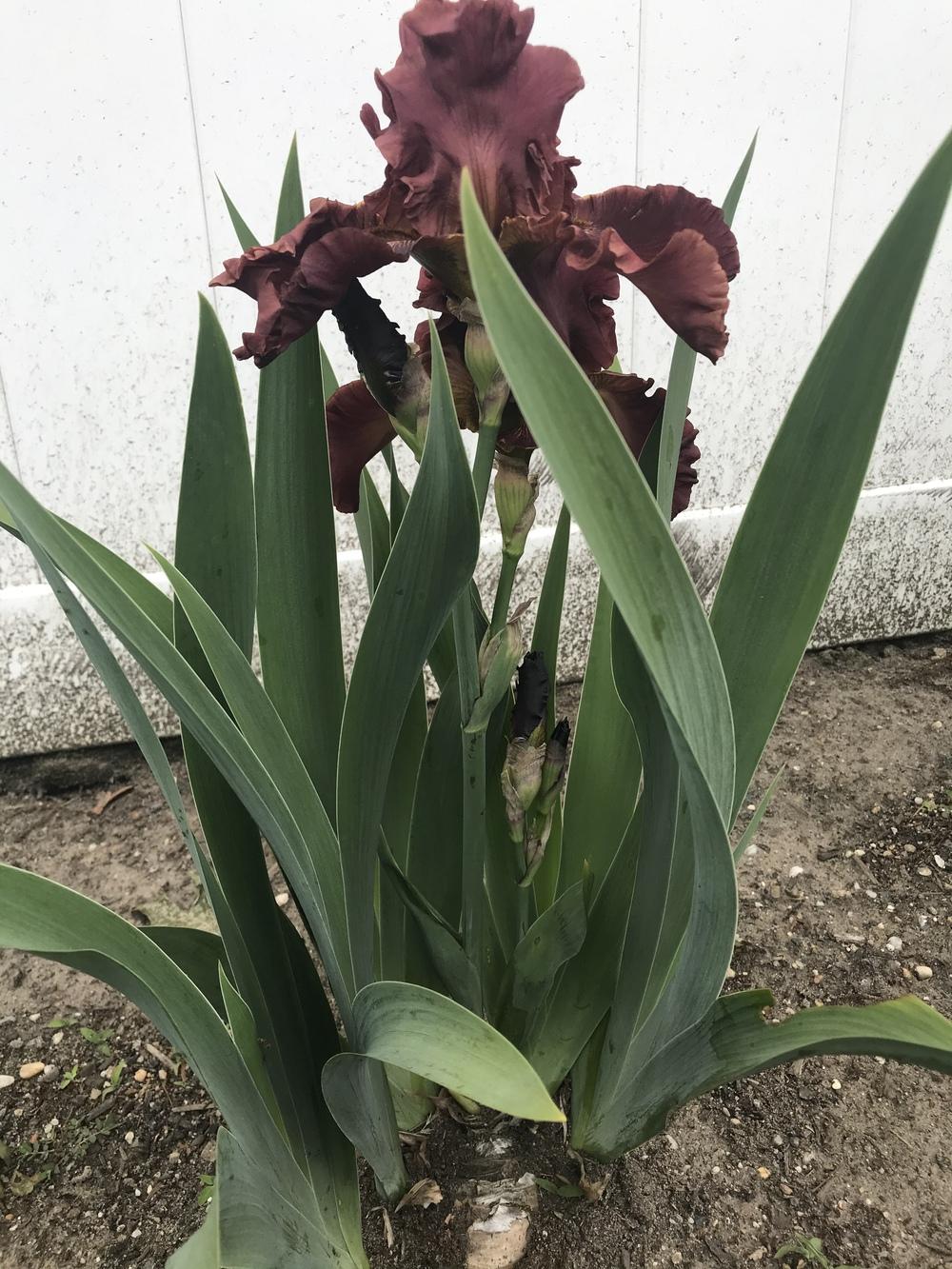 Photo of Tall Bearded Iris (Iris 'Play with Fire') uploaded by MrsMud