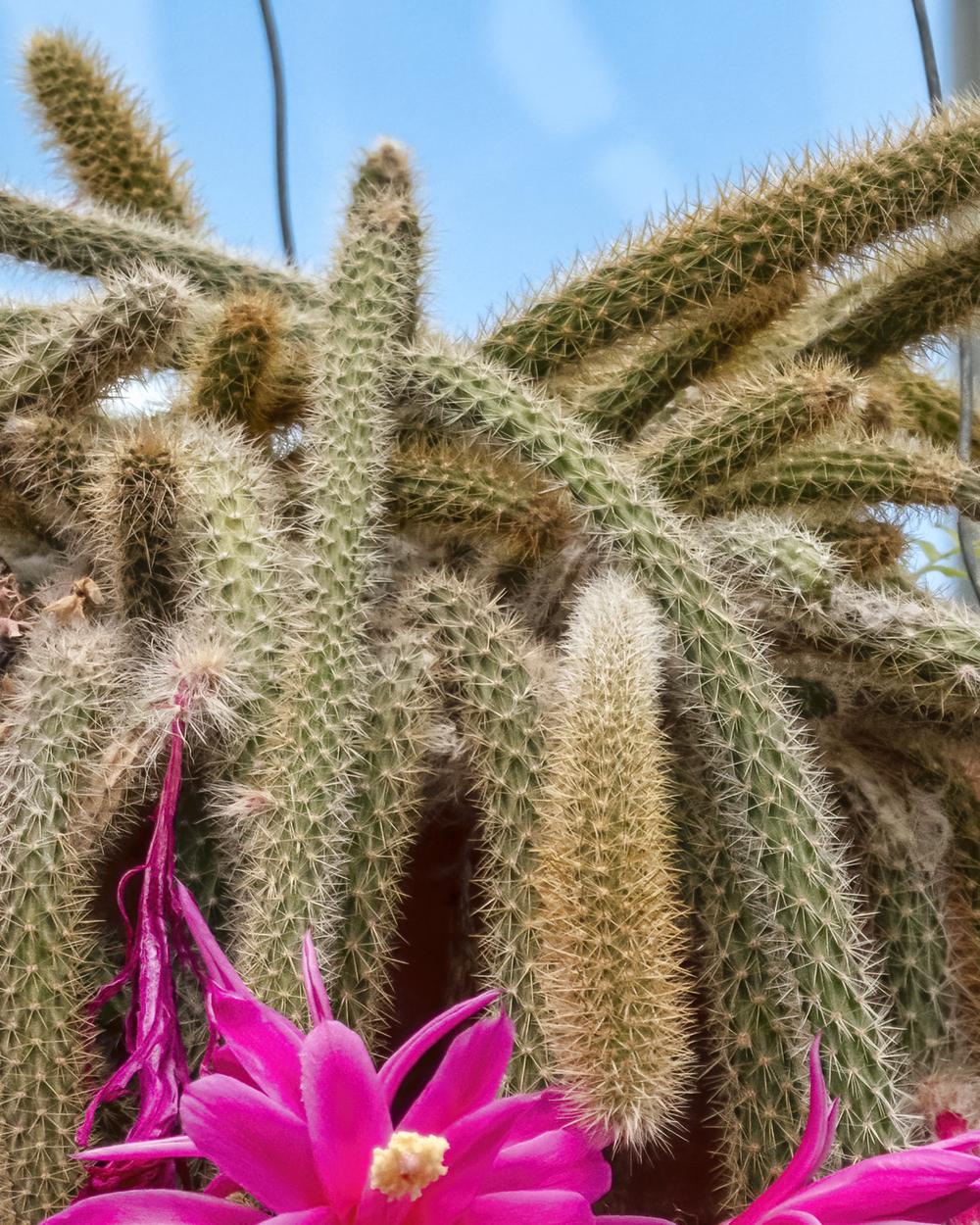Photo of Rattail Cactus (Aporocactus flagelliformis) uploaded by arctangent