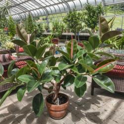 Location: Hidden Lake Gardens, Michigan
Date: 2021-05-29
Moraceae:  Ficus elastica - Bracts encasing the new leaves made c