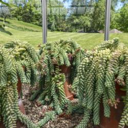 Location: Hidden Lake Gardens, Michigan
Date: 2021-05-29
Labeled as Sedum morganianum - several pots with lush growth and 