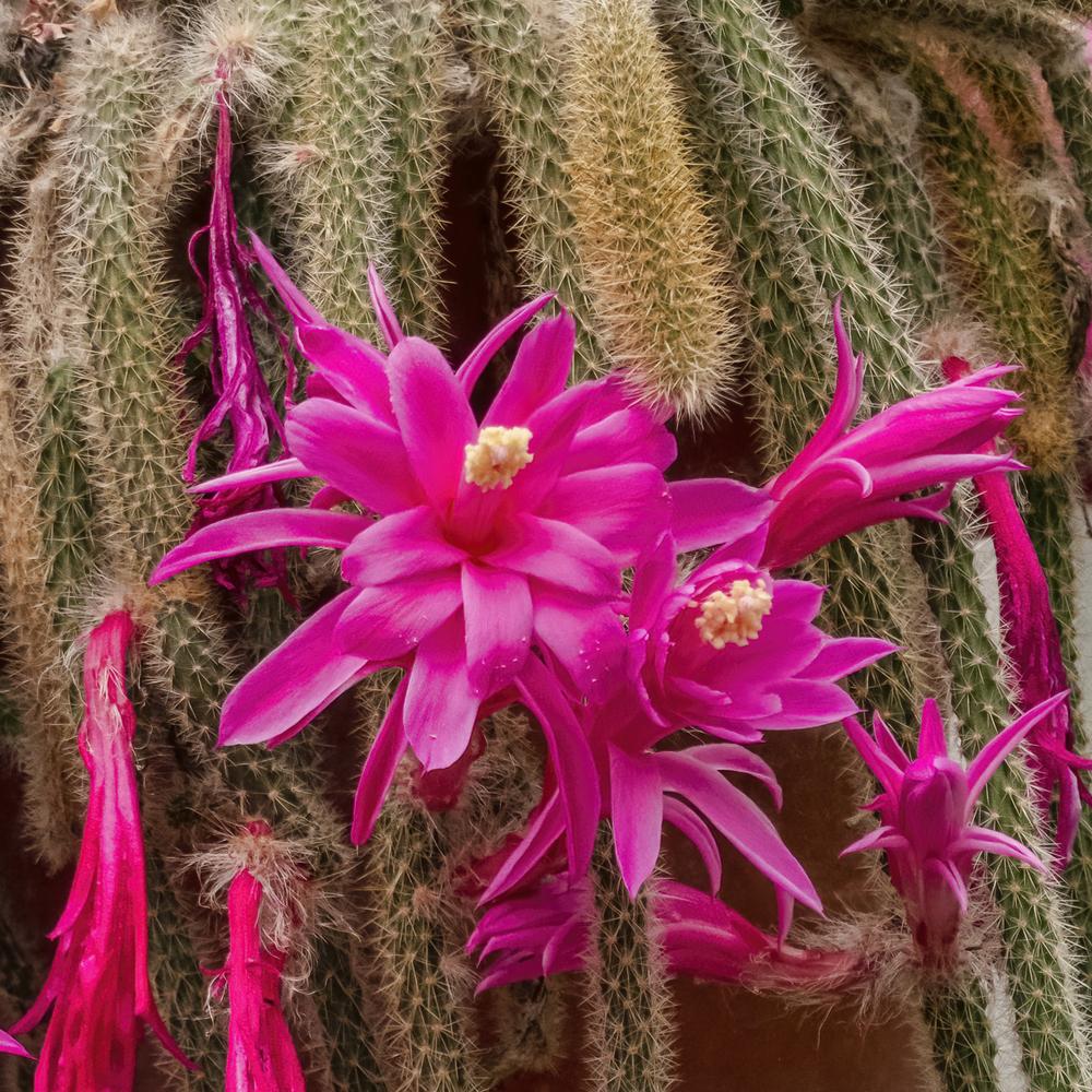 Photo of Rattail Cactus (Aporocactus flagelliformis) uploaded by arctangent