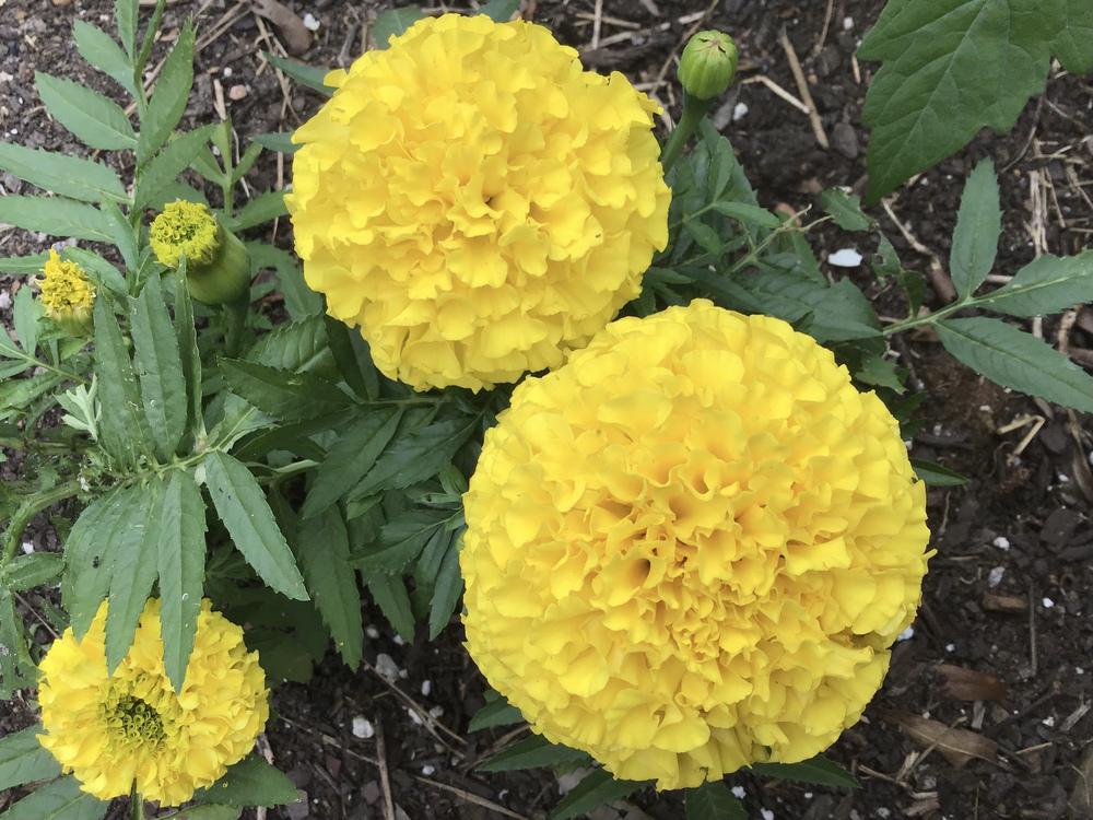 Photo of African Marigold (Tagetes erecta) uploaded by gardenfish
