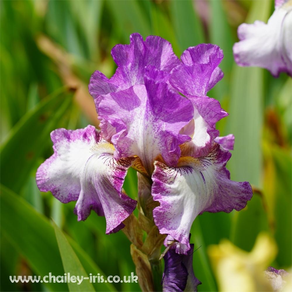 Photo of Tall Bearded Iris (Iris 'Autumn Tryst') uploaded by jeffa