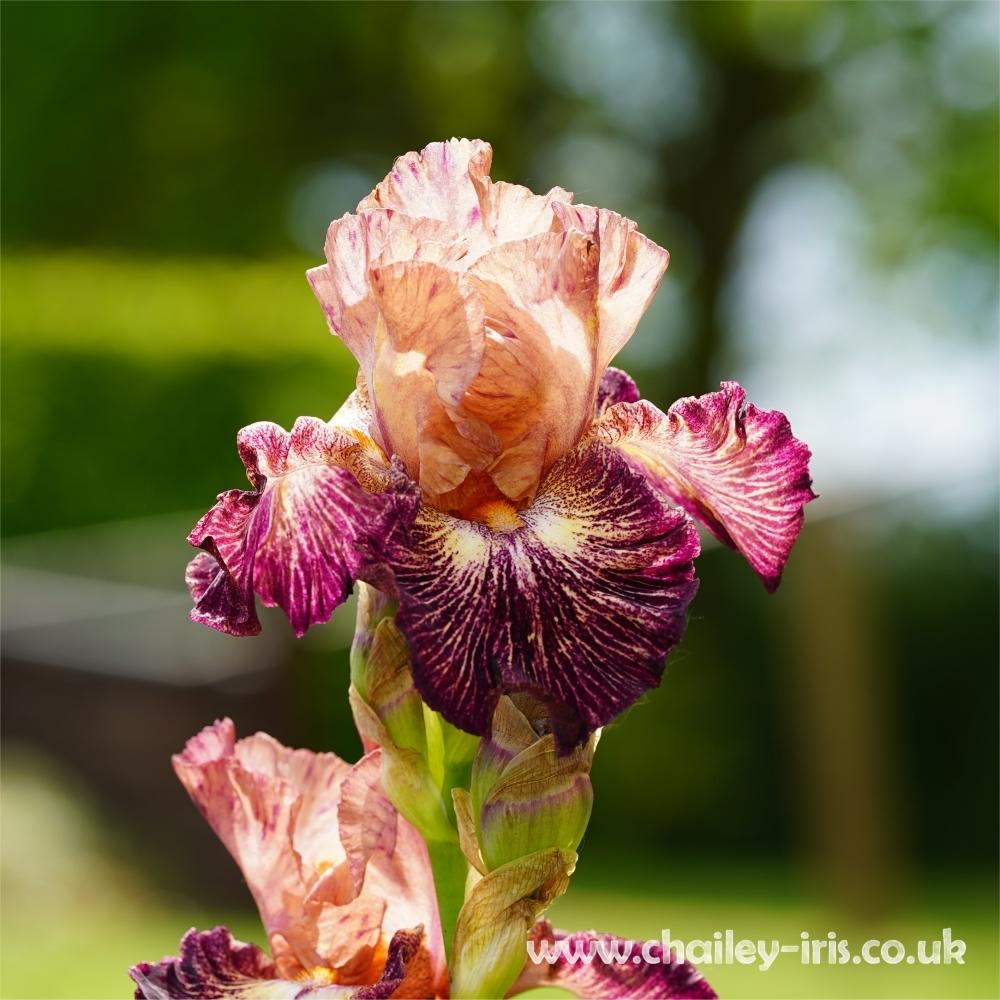 Photo of Tall Bearded Iris (Iris 'Artistic Web') uploaded by jeffa