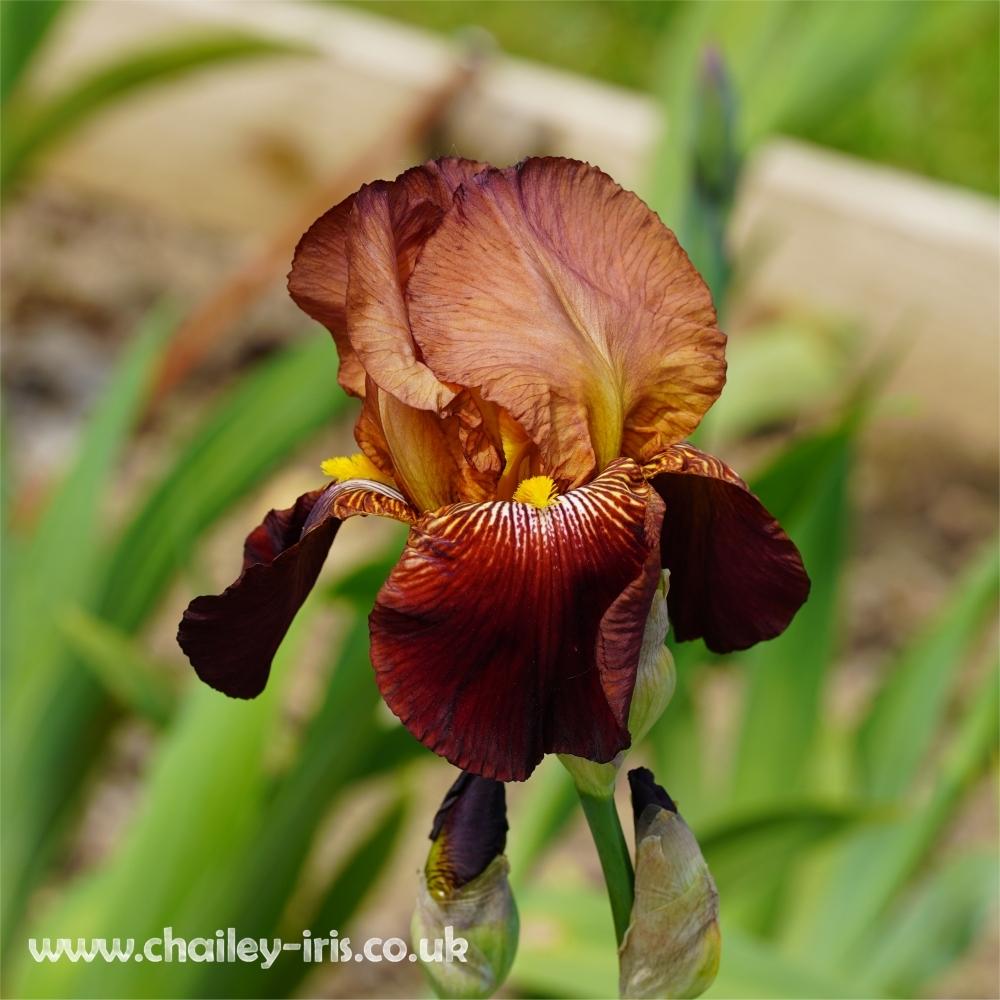 Photo of Tall Bearded Iris (Iris 'Action Front') uploaded by jeffa