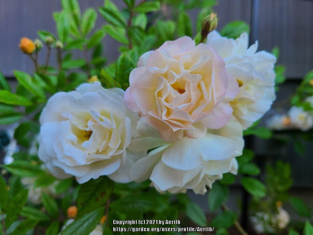 Photo of Rose (Rosa 'Ghislaine de Feligonde') uploaded by Aerith