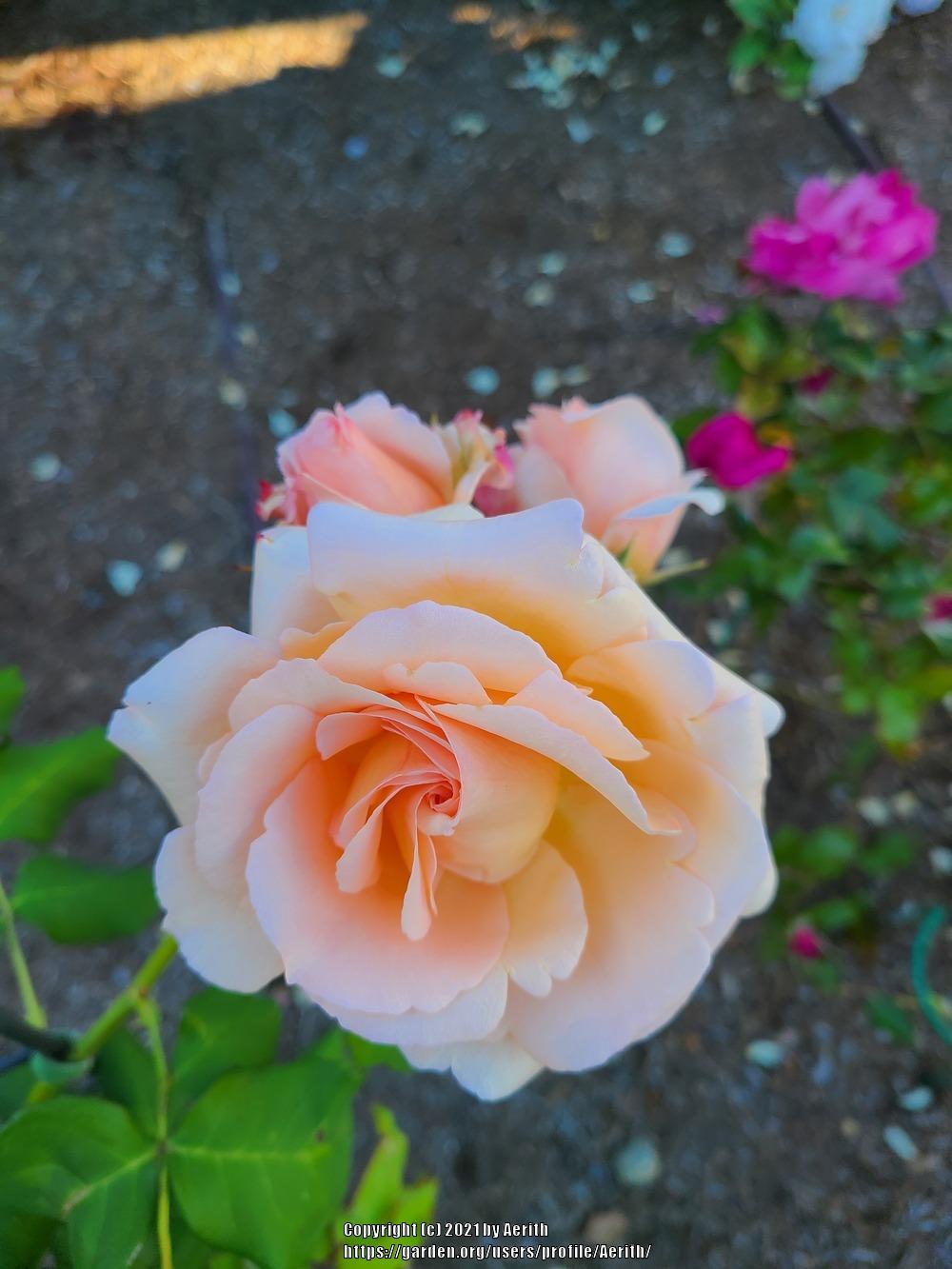 Photo of Rose (Rosa 'Apricot Nectar') uploaded by Aerith