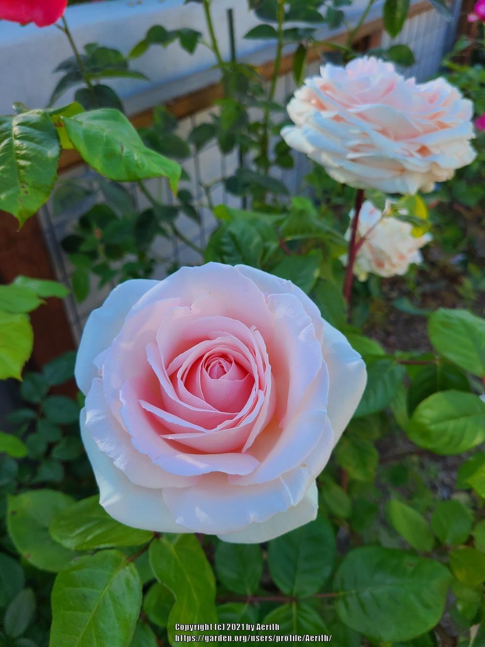 Photo of Rose (Rosa 'Schloss Ippenburg') uploaded by Aerith