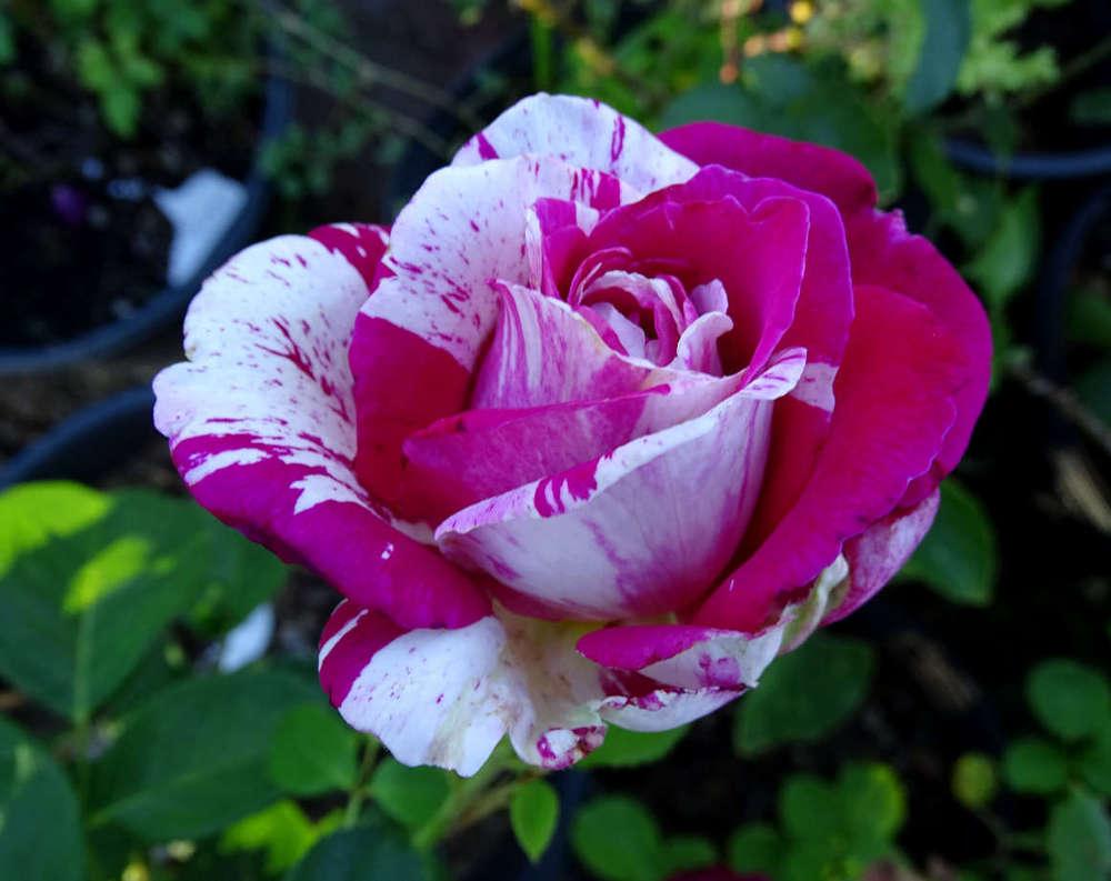 Photo of Rose (Rosa 'Neil Diamond') uploaded by Beth_NorCal