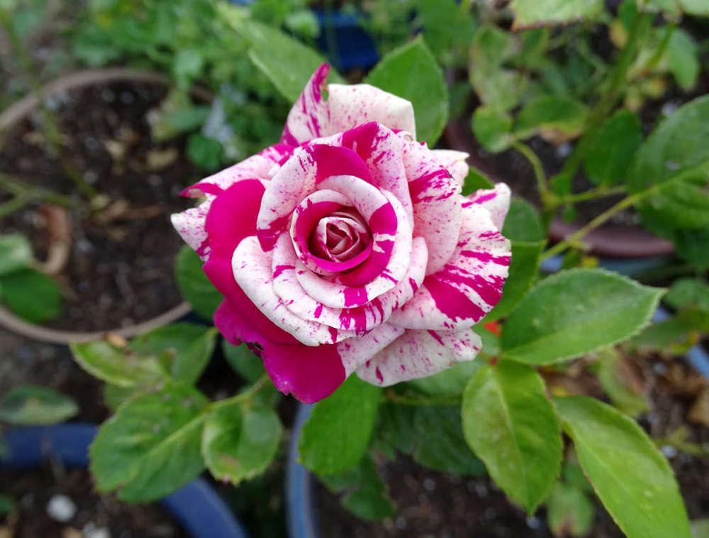 Photo of Rose (Rosa 'Heroic Love') uploaded by Beth_NorCal