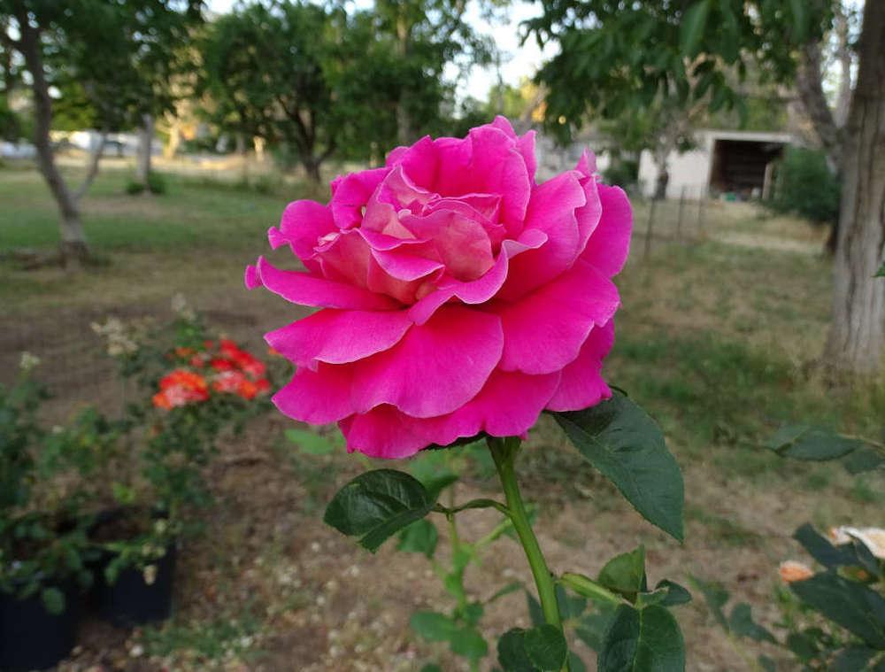 Photo of Rose (Rosa 'Flaming Peace') uploaded by Beth_NorCal