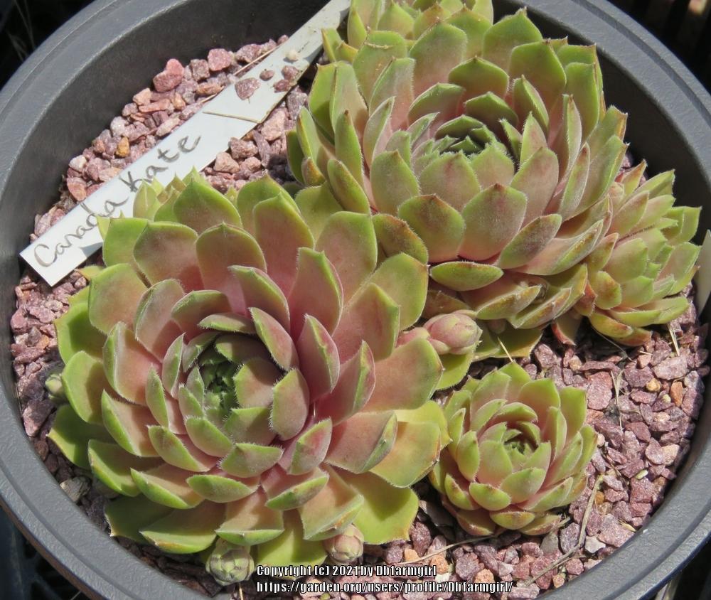 Photo of Hen and Chicks (Sempervivum 'Canada Kate') uploaded by Dbfarmgirl