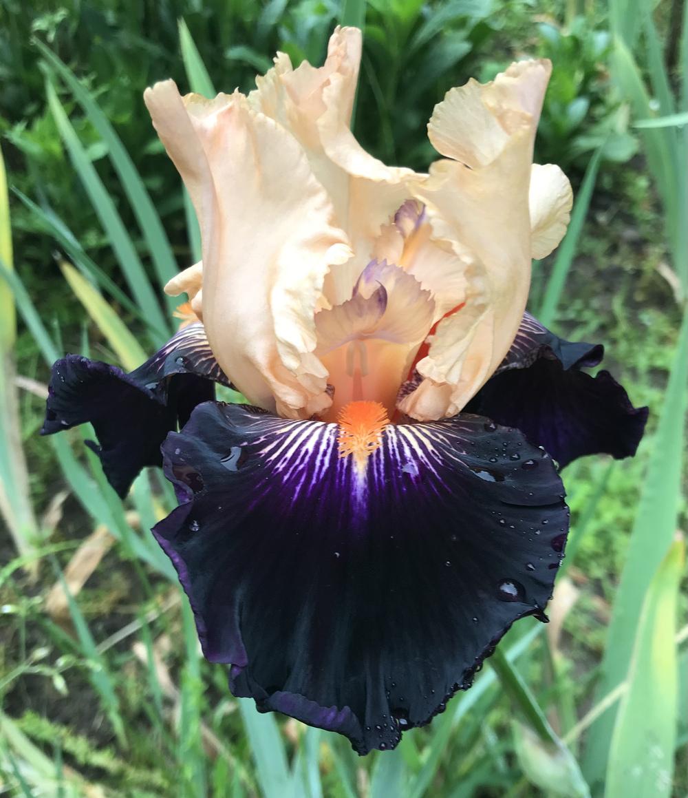 Photo of Tall Bearded Iris (Iris 'Greatest Show on Earth') uploaded by Lbsmitty