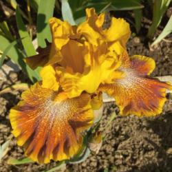 Location: Botanical Garden, Faculty of Science, Zagreb, Croatia
Date: 2021-06-04
Iris TB 'Wild Jasmine'
