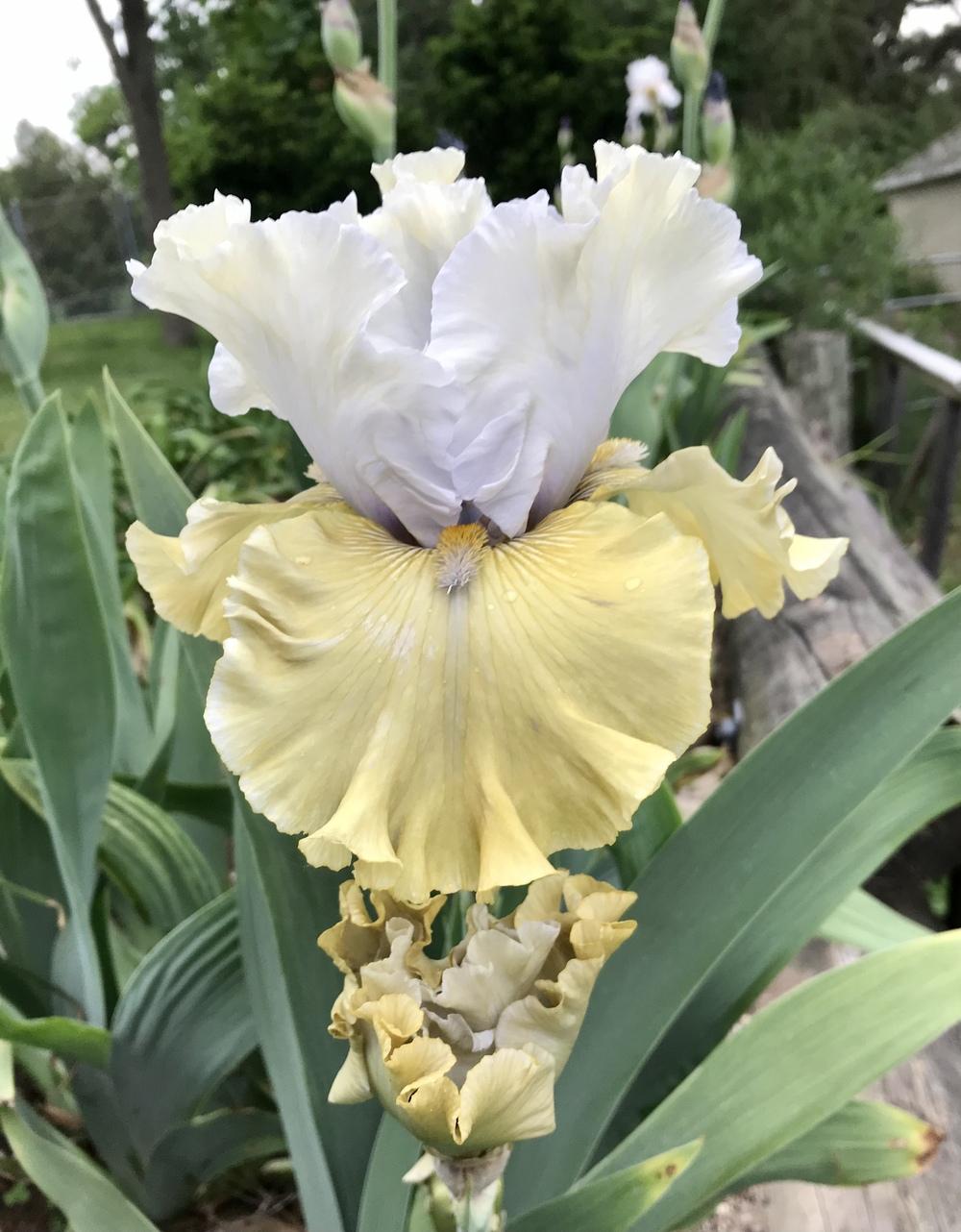 Photo of Tall Bearded Iris (Iris 'Jungle Mist') uploaded by bramedog