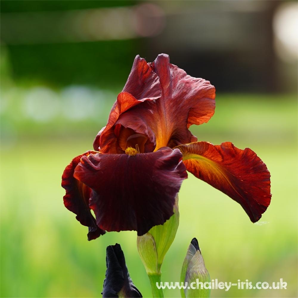 Photo of Tall Bearded Iris (Iris 'Sultan's Palace') uploaded by jeffa