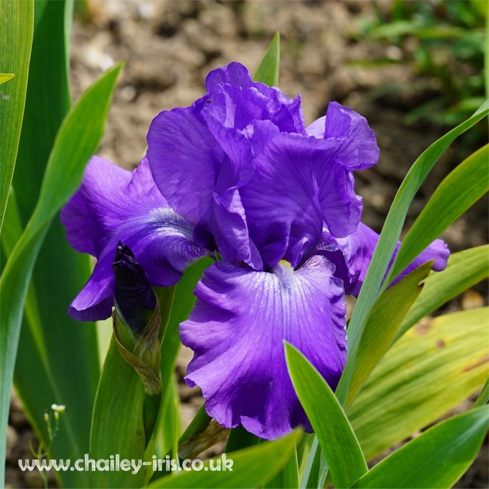 Photo of Tall Bearded Iris (Iris 'Violet Music') uploaded by jeffa