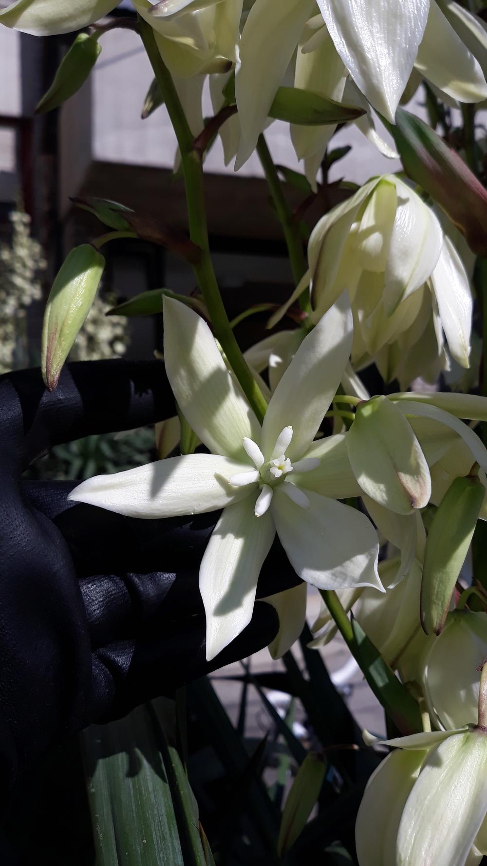 Photo of Spanish Dagger (Yucca gloriosa) uploaded by skopjecollection