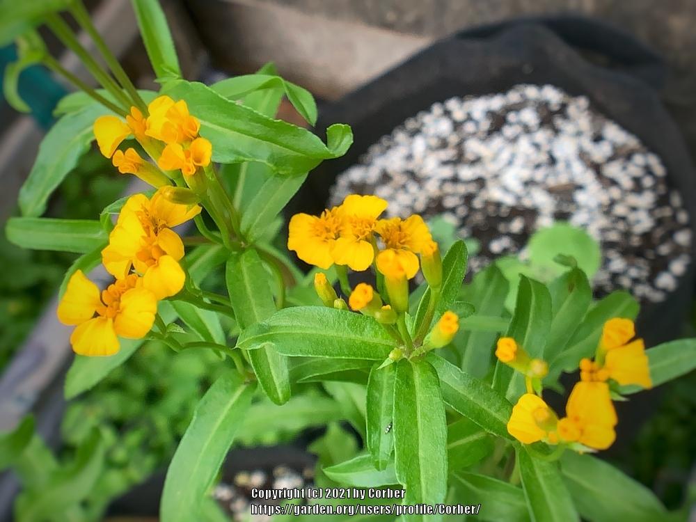 Photo of Mexican Mint Marigold (Tagetes lucida) uploaded by Corber