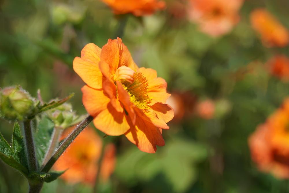 Photo of Avens (Geum 'Totally Tangerine') uploaded by D3LL