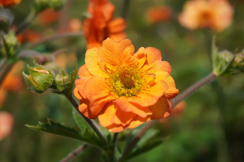 Photo of Avens (Geum 'Totally Tangerine') uploaded by D3LL