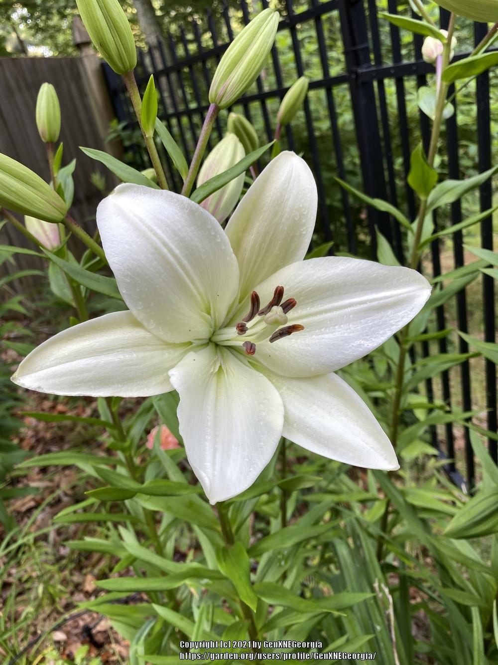 Photo of Lily (Lilium 'Litouwen') uploaded by GenXNEGeorgia