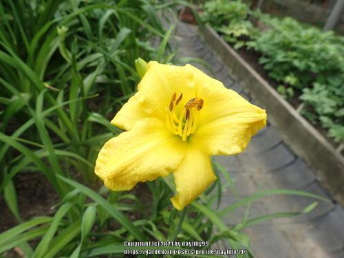 Thumb of 2021-06-05/daylilly99/3f4ef1