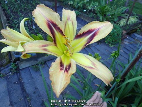 Thumb of 2021-06-05/daylilly99/ac7122
