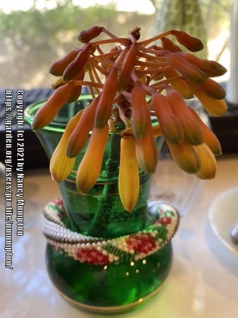 Photo of Sinkat Aloe (Aloe sinkatana) uploaded by nmumpton