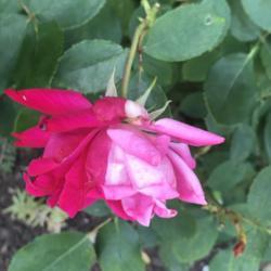 Location: Fairfax, Virginia (Outdoors)
NoID rose. It has two-colored flowerrs? Genetic or broken-flowere