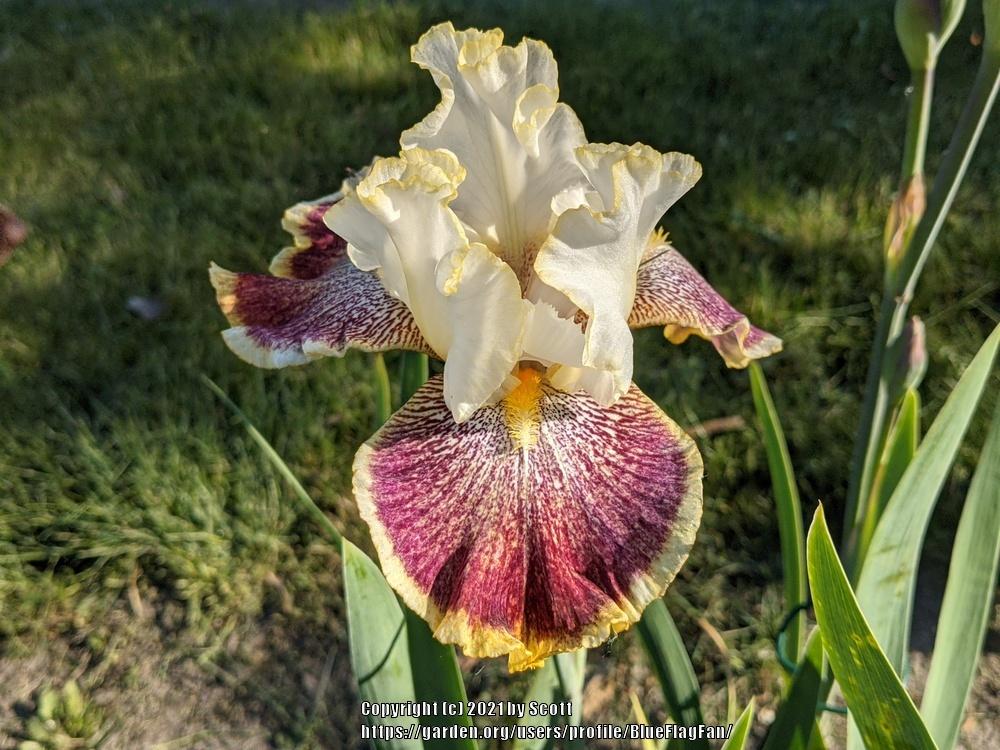 Photo of Tall Bearded Iris (Iris 'Carnival Ride') uploaded by BlueFlagFan